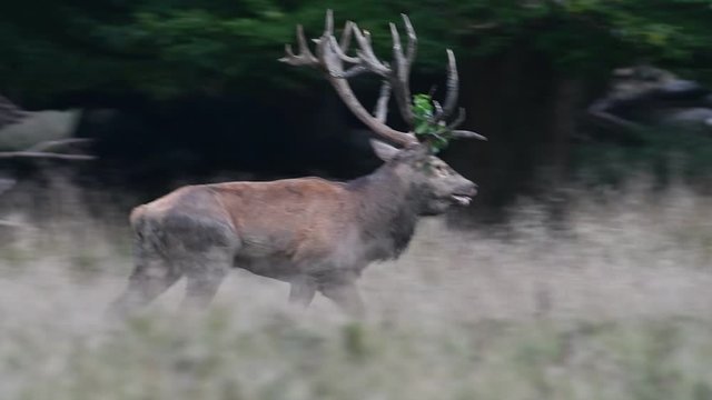 Panning shot of red deer (Cervus elaphus) stag with branch in large antlers walking through forest