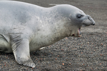 Weddell seal, Leptonychotes weddellii, resting on antarctic beach