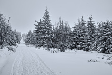 Winterlandschaft in den Bergen mit verschneiten Bäumen und Sträuchern im Nebel in schwarzweiß