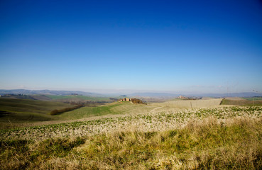 Obraz premium Agriculture Landscape with Plants and Hills in Tuscany, Italy.