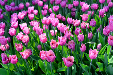 Fototapeta premium beautiful summer flowers tulips lilac on the field under the sun