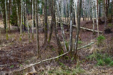 A birch grove in the middle of a coniferous forest