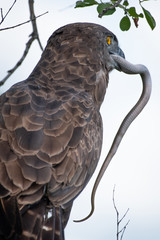 A brown snake eagle - Circaetus cinereus - catches and devours a still writhing snake in the Kruger National Park, South Africa