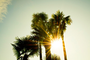 Fototapeta na wymiar Palm Trees with sunbeam.
