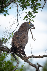 A brown snake eagle - Circaetus cinereus - catches and devours a still writhing snake in the Kruger National Park, South Africa