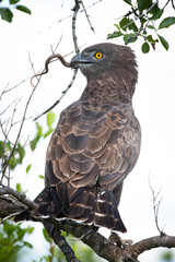 A brown snake eagle - Circaetus cinereus - catches and devours a still writhing snake in the Kruger National Park, South Africa