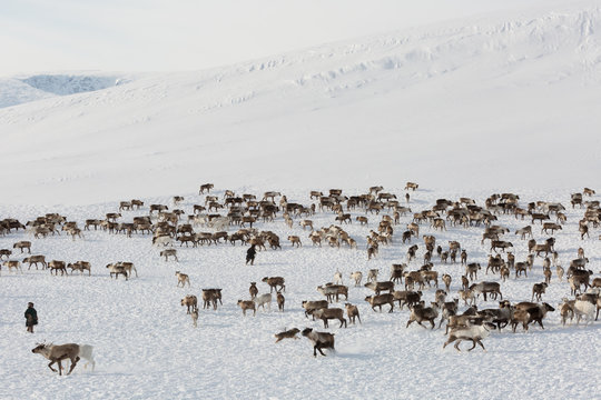 Yamal Billeder – Gennemse 4,542 stockfotos, vektorer og videoer | Adobe