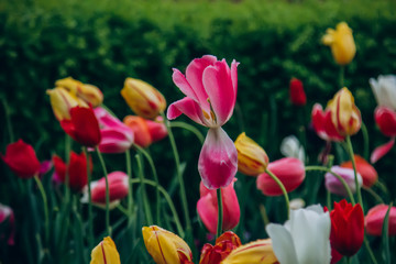 Colorful holiday or birthday panoramic background with tulip flower garden, red, yellow, white, Keukenhof flower garden, Netherlands, Holland.