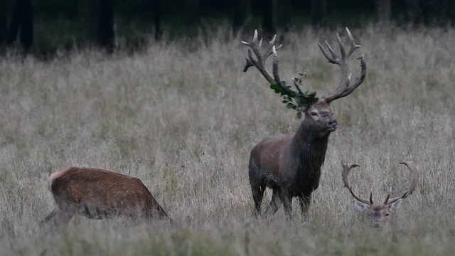 Panning shot of red deer (Cervus elaphus) stag covered in mud and with branch in huge antlers bellowing among herd of hinds in grassland during the rut in autumn