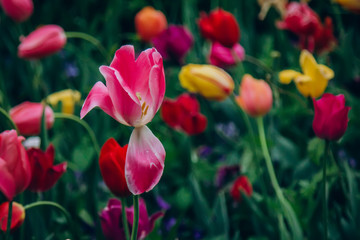 Colorful holiday or birthday panoramic background with tulip flower garden, red, yellow, white, Keukenhof flower garden, Netherlands, Holland.