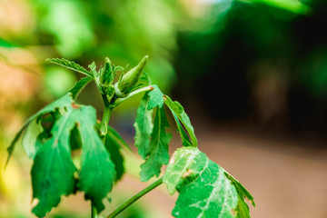 grasshopper on a leaf