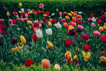 Colorful holiday or birthday panoramic background with tulip flower garden, red, yellow, white, Keukenhof flower garden, Netherlands, Holland.