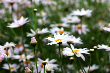 Beautiful Flowers