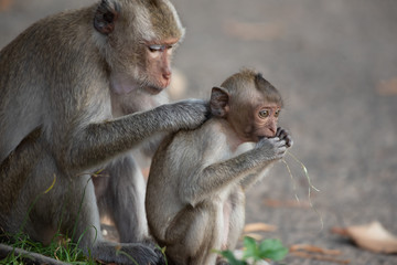 The mother monkey and baby monkey are sitting in the forest.