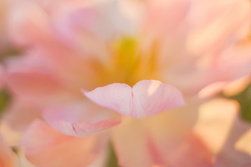 Tulips with pink and white petals with yellow stamens. Close up flowers. Bouquet of tulips at sunlight.