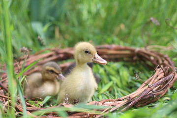 Baby goose, goose chicks goslings