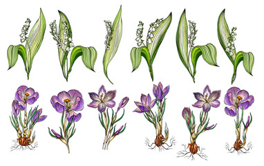 Naklejka na ściany i meble Vector set of Lily of the valley and Crocus flowers