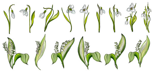 Vector set of snowdrop and Lily of the valley colors © krecunat