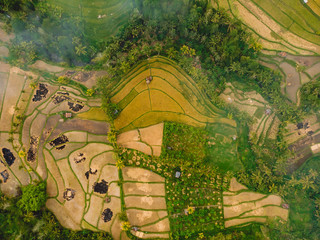 Rice fields landscape in Bali island. Aerial view with terraces and palm