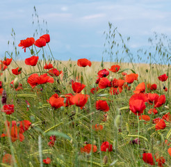 Obraz premium Red poppies