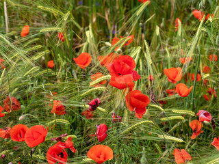 Red poppies