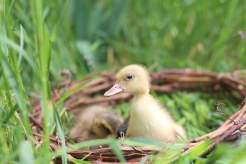 Baby goose, goose chicks goslings