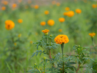 field of yellow flowers