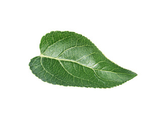 Fototapeta na wymiar Apple leaf on a white background