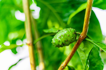 Noni fruit herbal medicines, fresh noni with blurred green leaf background. - Other names great morinda , beach mulberry or Morinda Citrifolia.