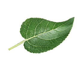 Apple leaf on a white background