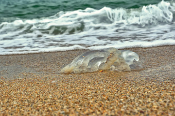 jellyfish on the sand