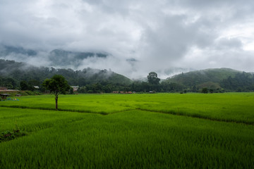 green field and blue sky