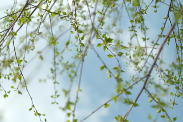 young leaves on the birch tree in early spring