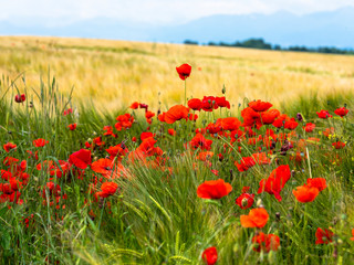 Red poppies