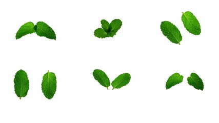 collection of  fresh mint leaves isolated on white background.