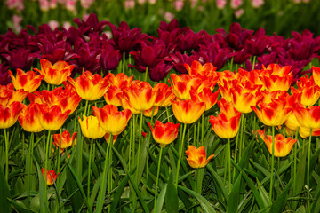 Tulips from Holland