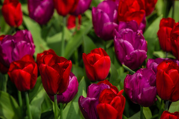 Tulips from Holland