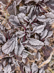 frosted grass texture