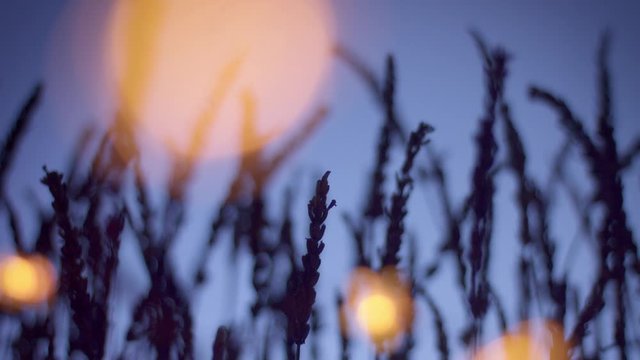 zoom changed from first plan to the background shoving lavender field silhouettes with warm yellow lights bokeh