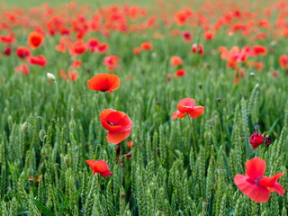 Red poppies