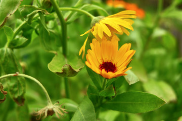 yellow flower on a green field
