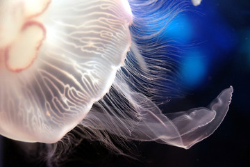 水槽を漂う美しいミズクラゲの触手
