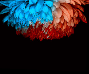 Unusual Red and Blue Dahlia. Low Key studio shot of a bright flower. Good for screen background wallpapers.