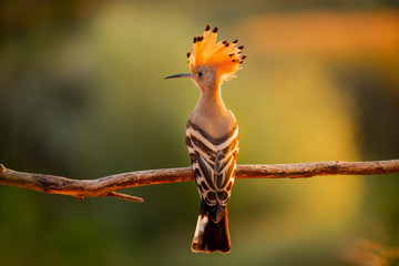 Hoopoe with a loose crest on his head sits on a branch . © pazyuk