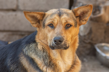 closeup portrait sad homeless abandoned brown dog in shelter