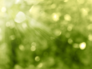Obraz premium abstract background spring green yellow blurred forest