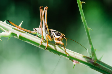 grasshopper on a leaf