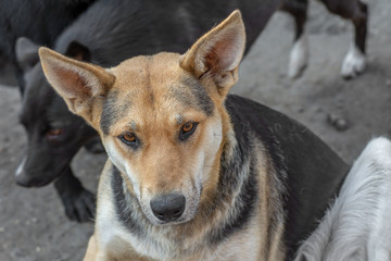 closeup portrait sad homeless abandoned dog in shelter