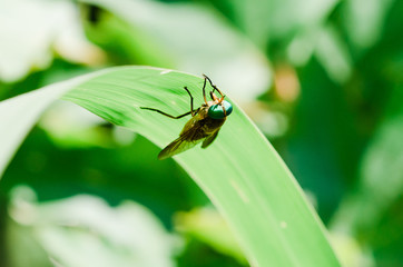 beetle on a leaf