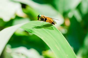bee on a flower